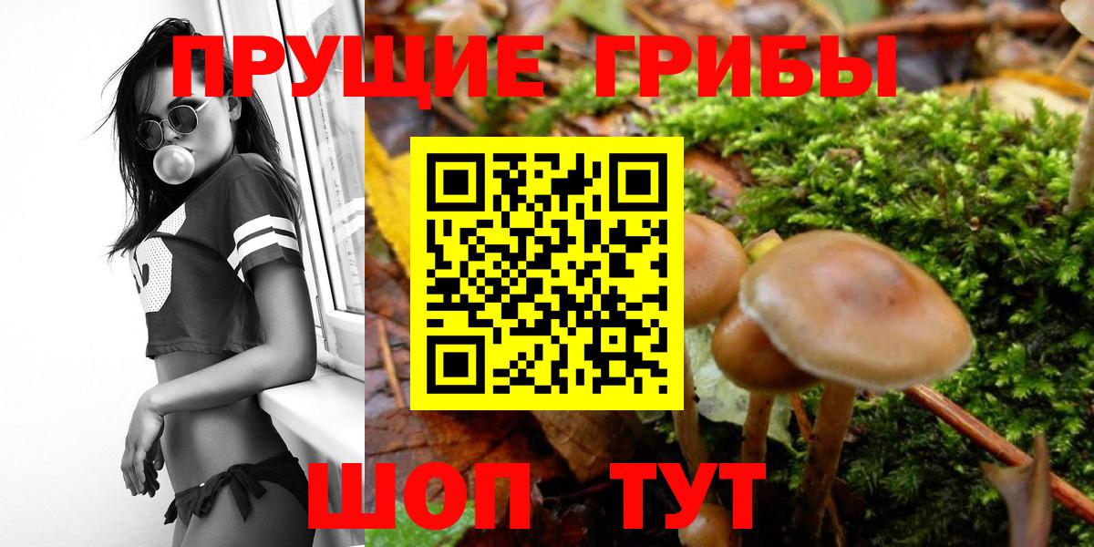 Псилоцибиновые грибы Psilocybine cubensis Ревда